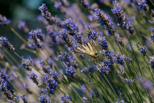 Epic Rides Buje Istra